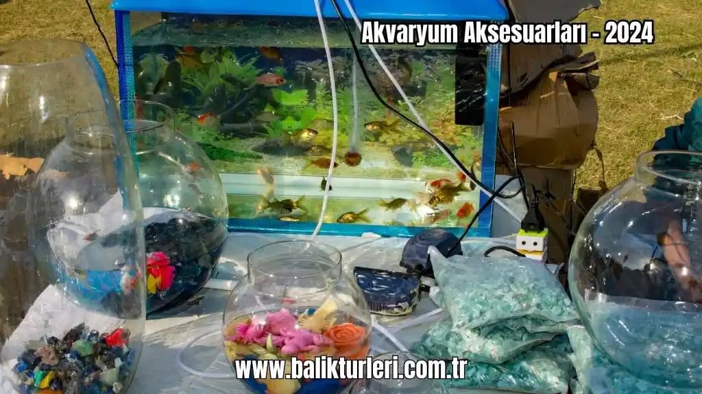 Akvaryum Aksesuarlarının Dekorasyonda Önemi ve Yaratıcı Kullanım İpuçları