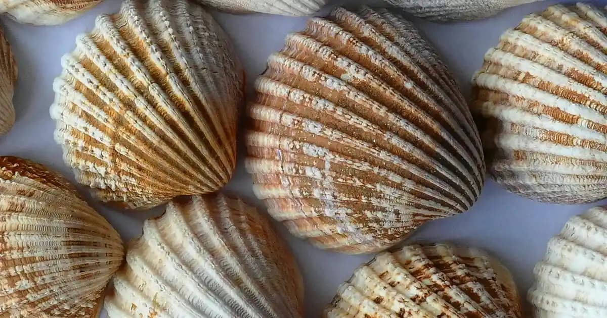 Arzum AR3134: Modern Tasarım ve Çok Fonksiyonlu Mutfak Aleti Özellikleri