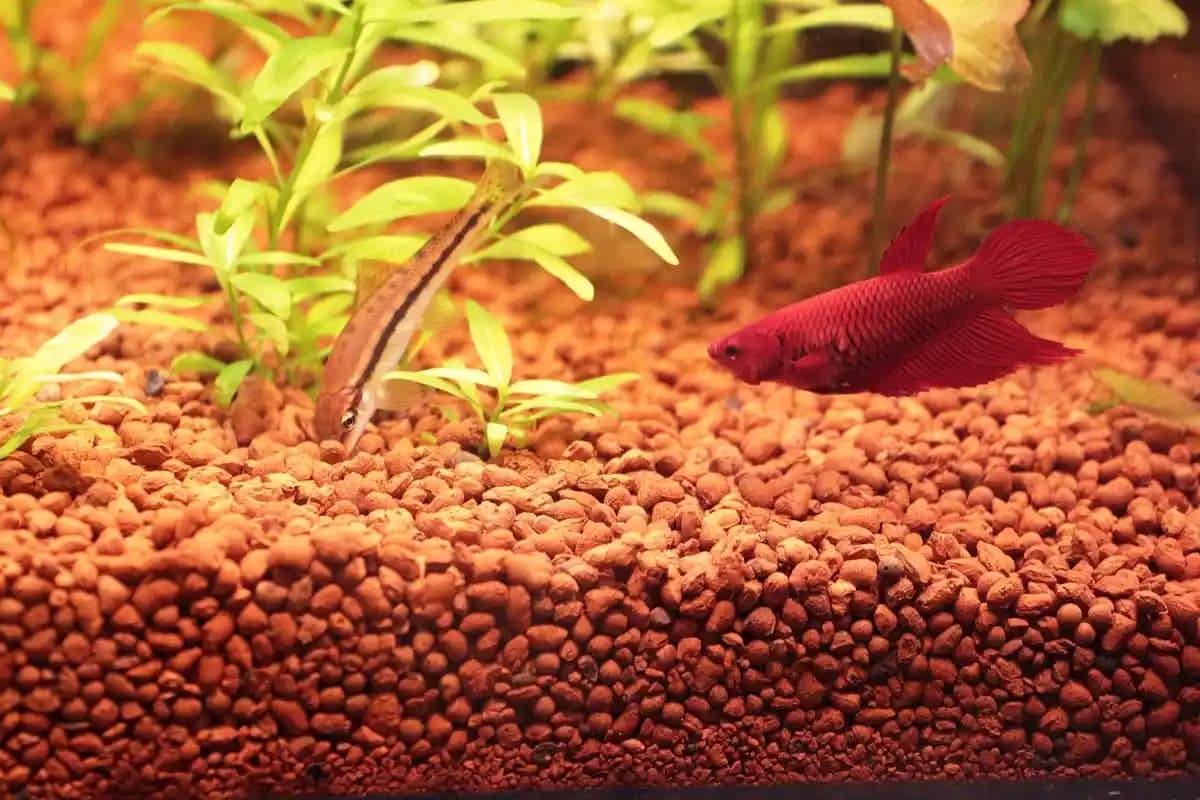 Bitki Akvaryumu Kumu: Doğal ve Sağlıklı Akvaryum Dekorasyonunun Anahtarı