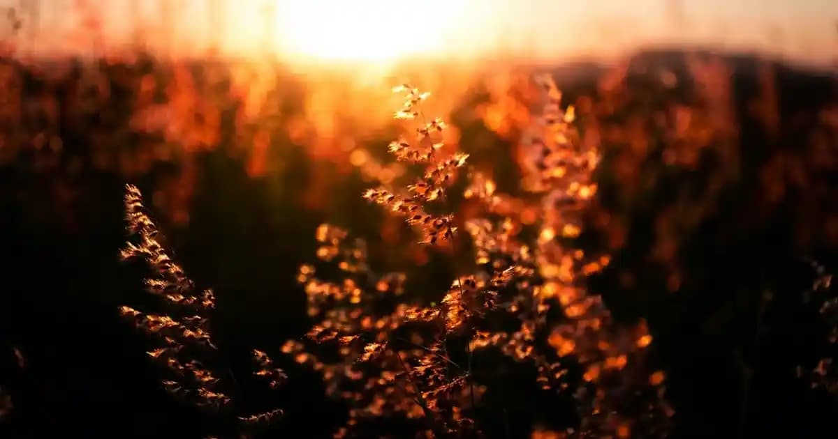Çocuk Odası Dekorasyonunda Belis: Güvenli, Fonksiyonel ve Renkli Tasarım Yaklaşımları