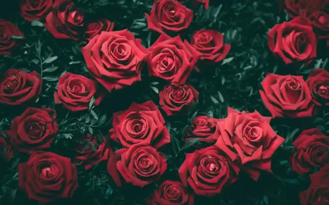 Aşk Çiçekleri ve Dekorasyon İpuçlarıyla Romantik Mekanlar Yaratma Rehberi