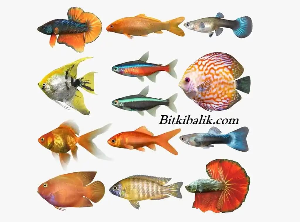 Balık Akvaryumu Dekorasyonuyla İç Mekanda Doğal ve Şık Bir Atmosfer Yaratın