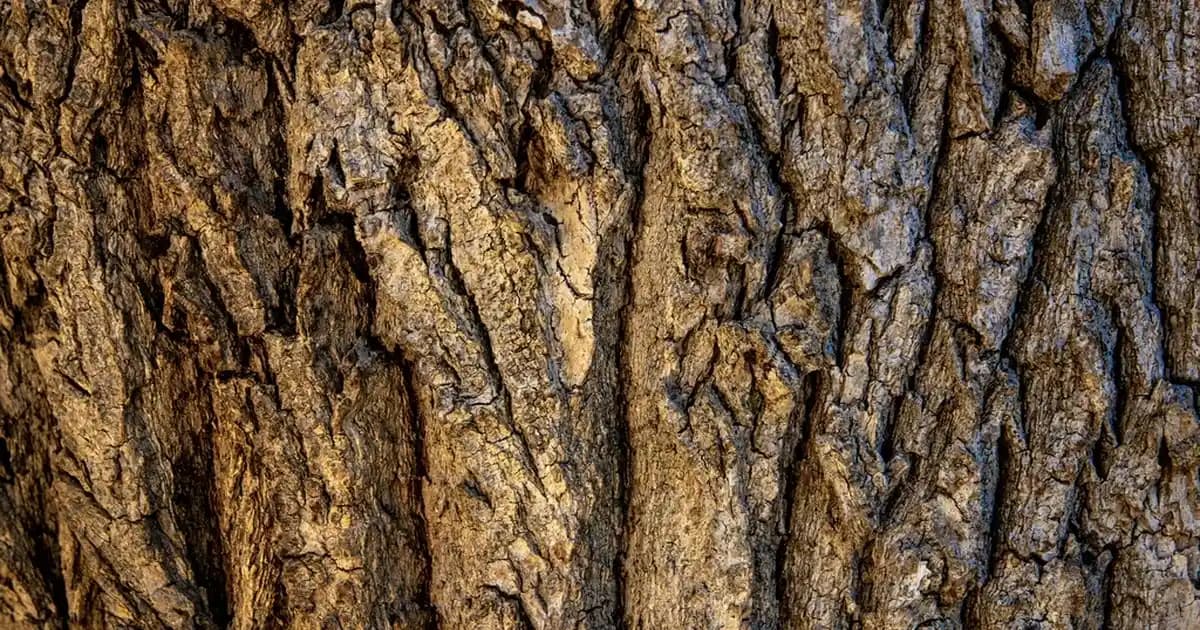 Büyük Müzik Kutuları: Dekorasyonda Şıklık ve Anlam Yaratıcı Tasarımlar ve Kullanım İpuçları