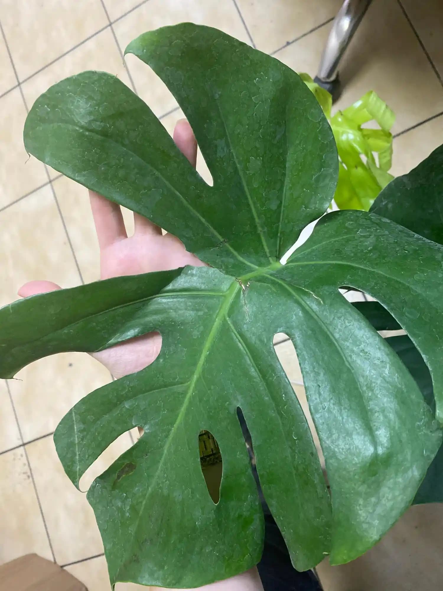 Canlı Çiçeklerin Dekorasyonda Kullanımı ve Doğal Güzellik Katma Yöntemleri