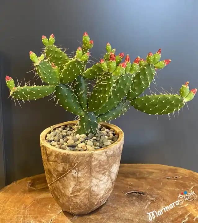 Çiçekli Kaktüslerle Dekorasyonda Doğal ve Şık Dokunuşlar Modern İç Mekanlar için Rehber