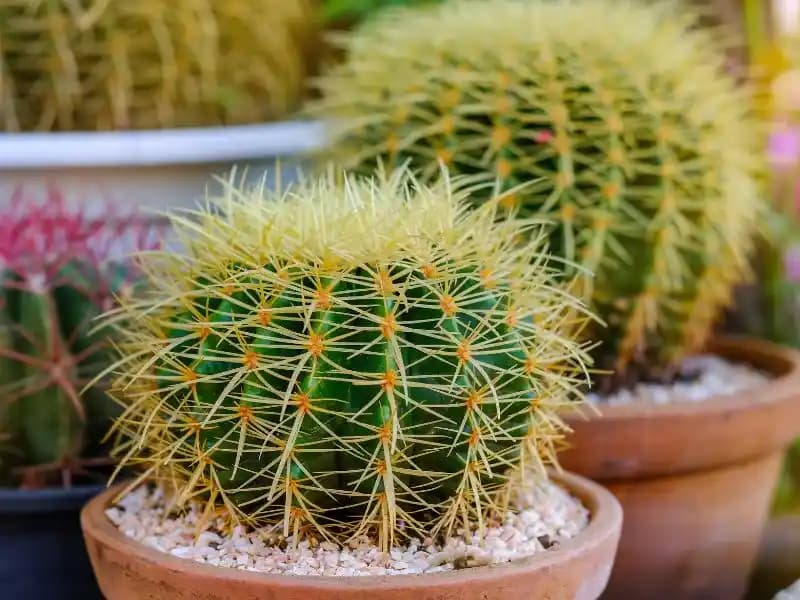 Dekorasyonda Doğanın En Güzel Dokunuşu: Kaktüsler ve Çiçeklerle Modern İç Mekan Tasarımı