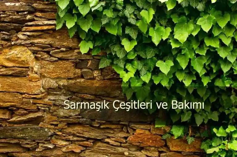 Duvarlar İçin En Güzel Sarmaşık Çeşitleri ve Dekorasyon İpuçları