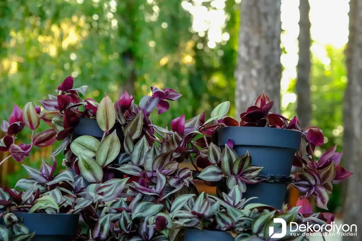 En Çok Tercih Edilen Salon Çiçekleri ve Dekorasyona Katkıları