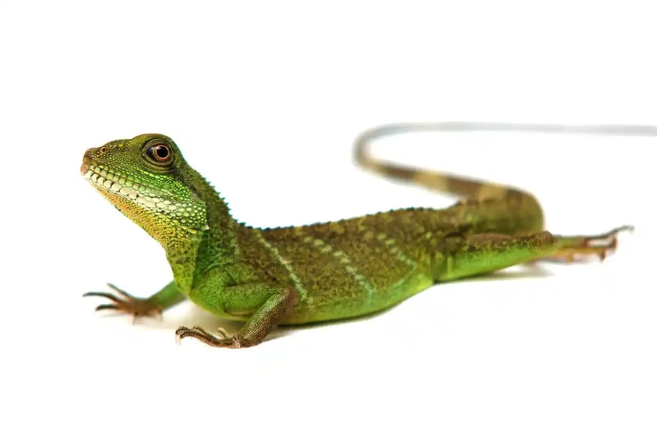 Eşe Teraryum Nedir ve Evinize Doğal Şıklık Katmanın Pratik Yolu