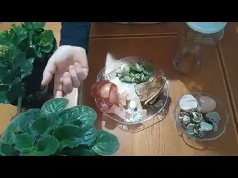 Evde Doğal ve Ekonomik Bitki Besini Yapımı Yöntemleri ve Tarifleri