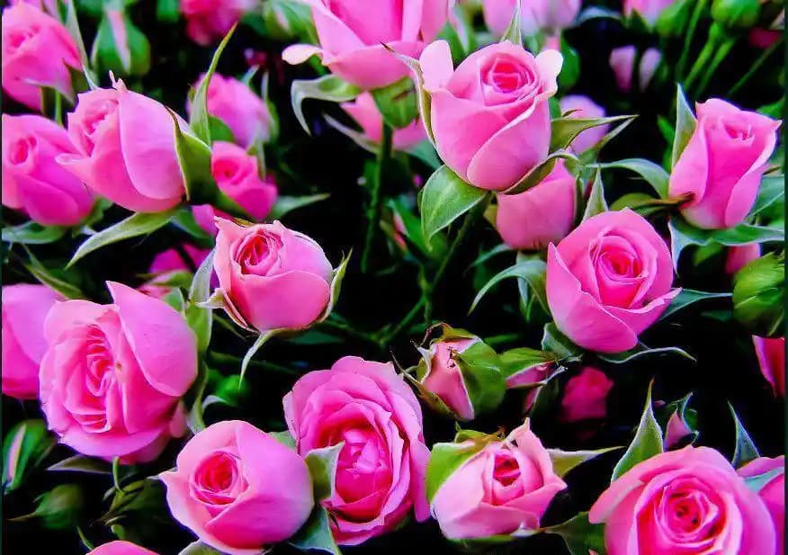 Güzel Çiçek Resimleri ile Dekorasyonunuzu Canlandırmanın Yolları