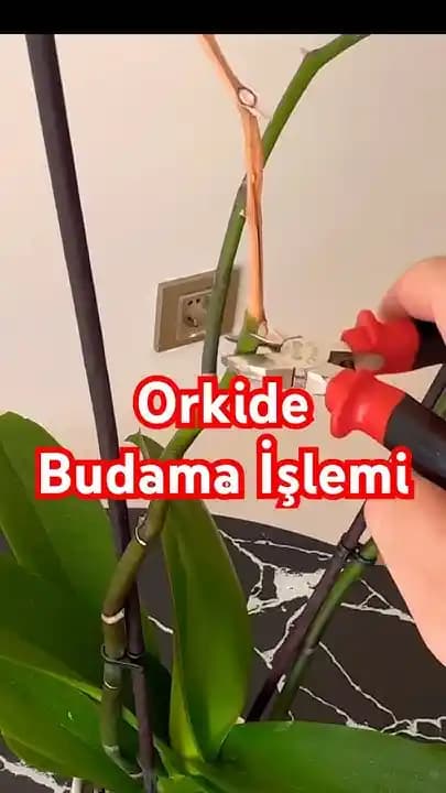 Kuruyan Orkide Dalları Nasıl Kesilir ve Dekorasyon İçin Uygun Bakım Yöntemleri