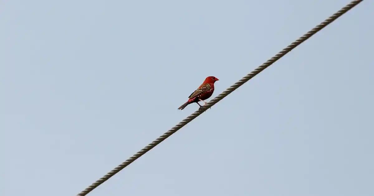 Lacivert Duvar Dekorasyonu: Şıklık ve Zarafet İçin Modern Tasarım Önerileri