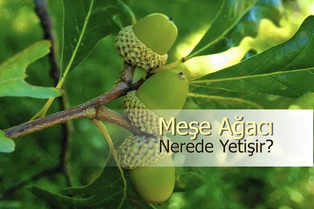 Meşe Ağacı: Dayanıklı ve Estetik Doğal Malzeme Olarak Mobilya ve Dekorasyonda Kullanımı