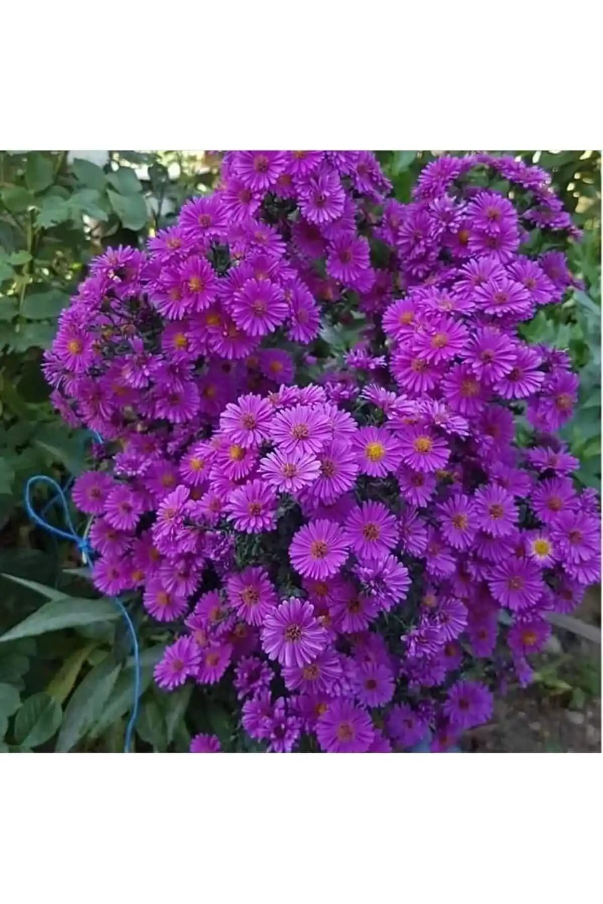 Mor Papatya Dekorasyonda Zarafet ve Anlam Katmanın En Güzel Yolu