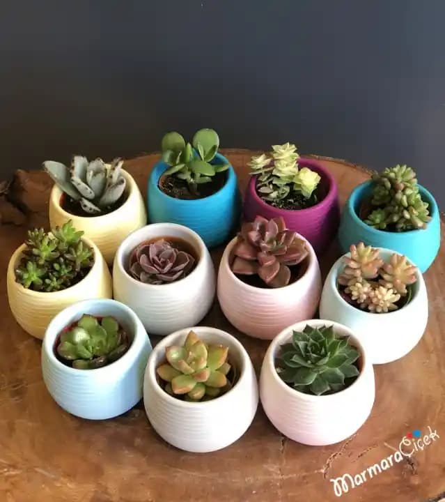 Renkli Sukulentlerle Dekorasyonun Estetik ve Bakım Kolay Yönleri