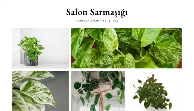 Salon Sarmaşığı Bakımı ve Dekorasyonda Doğal Yeşil Dokunuşlar