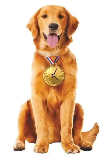 Golden Köpek Sallanan Sarkaçlı Duvar Saati Ahşap Tasarımı ve Modern Dekorasyon İçin Uygun