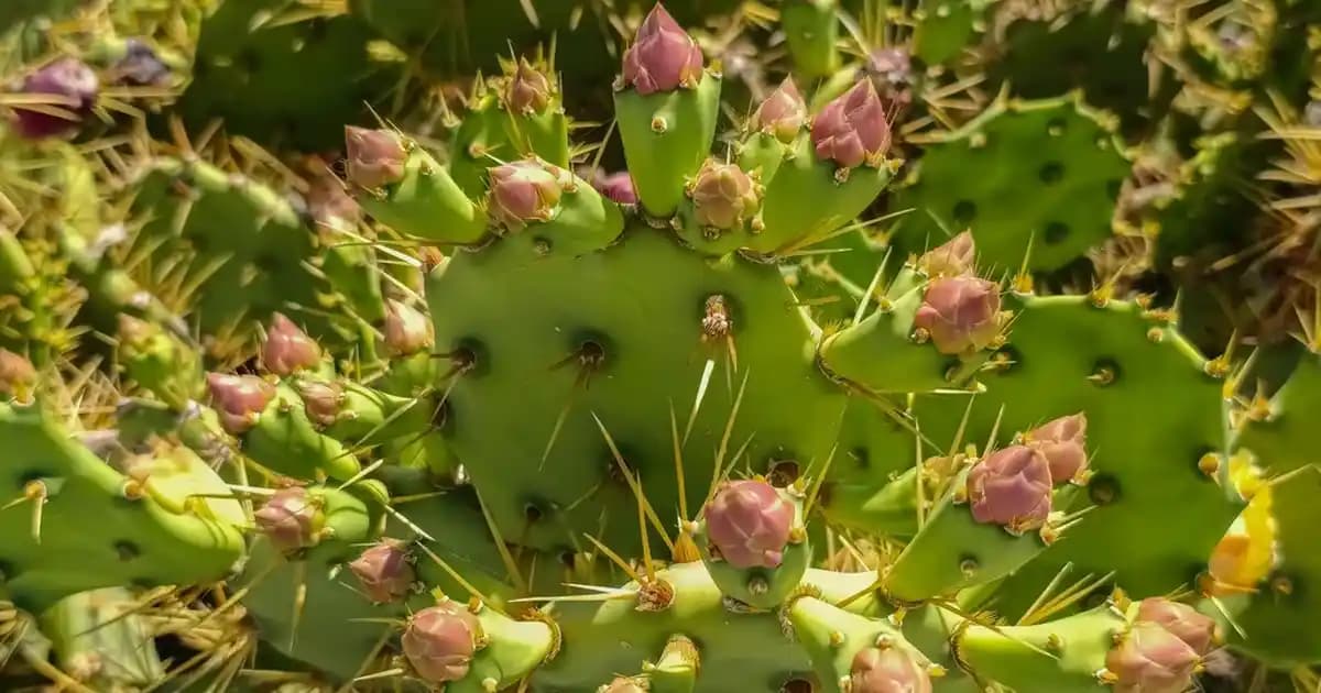 Çiçek Sepeti Sehpa: Dekorasyonda Şıklık ve Fonksiyonellik İçin En İyi Seçenekler