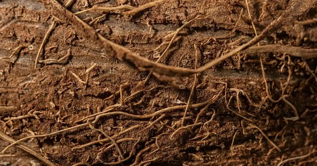 Krauterhof Isıtıcı Masaj Jeli ile Dekorasyonda Sıcaklık ve Rahatlık Yaratma Rehberi