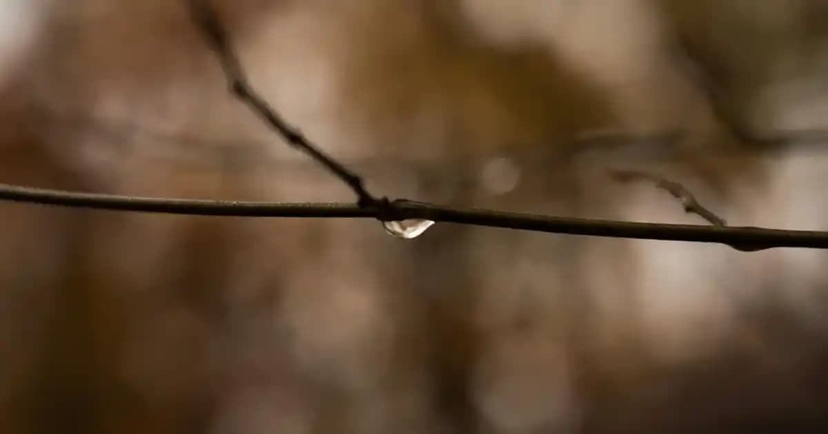 Kümes Isıtıcı Lambalar: İşlevsellik ve Dekorasyon Uyumuyla Modern Çözümler