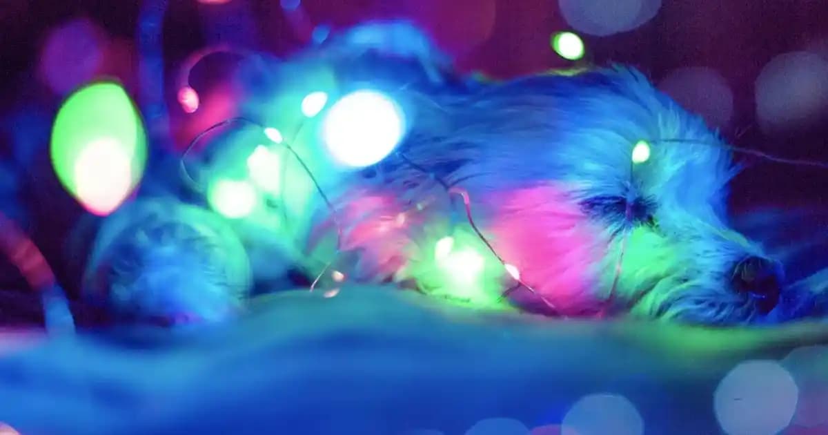 Yuvarlak Peluş Halılar ile Evinize Şıklık ve Konfor Katmanın Yolları