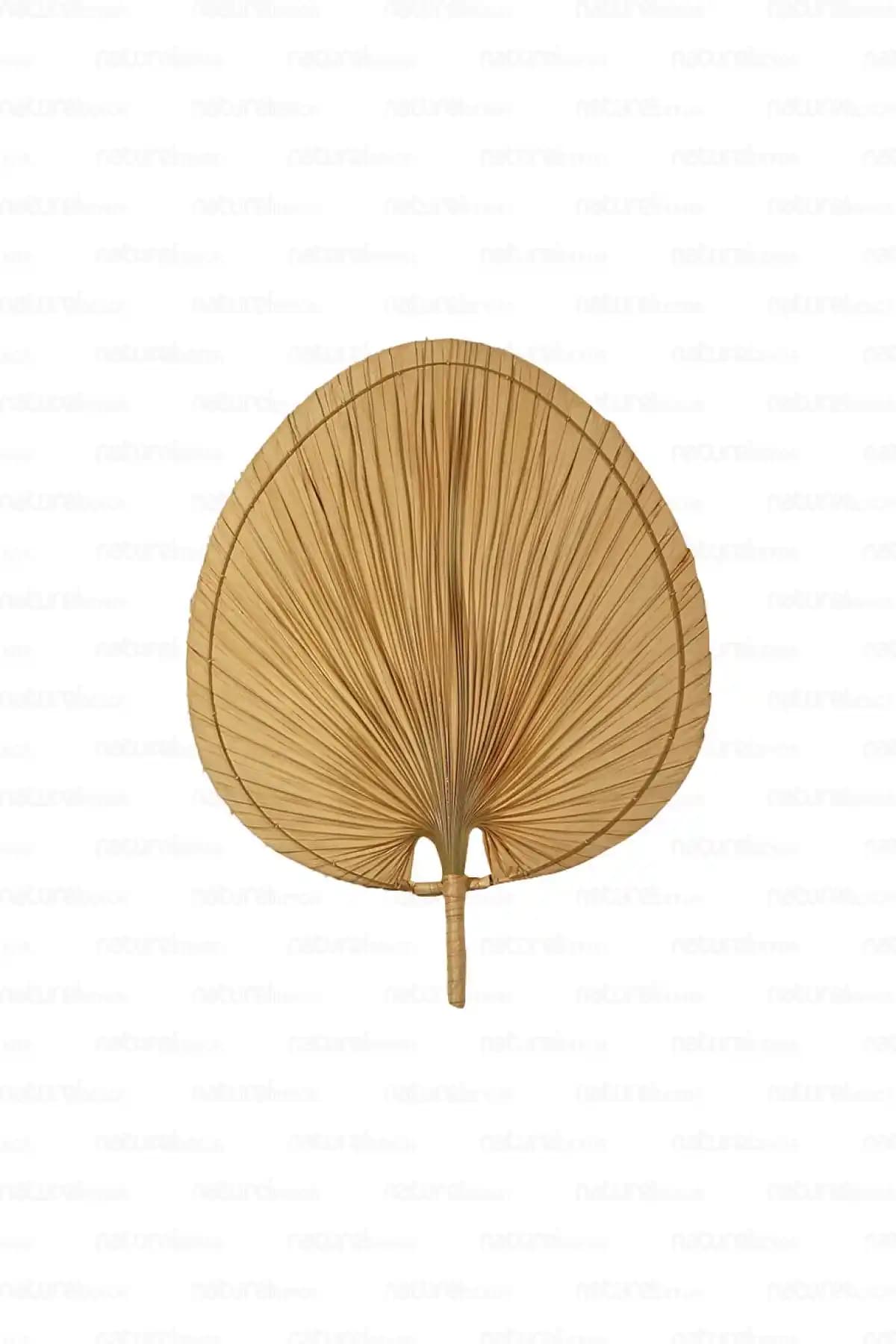 Doğa Temalı Bohem Palmiye Yaprağı ve Japon Yelpazesi Duvar Dekoru 55x70 cm