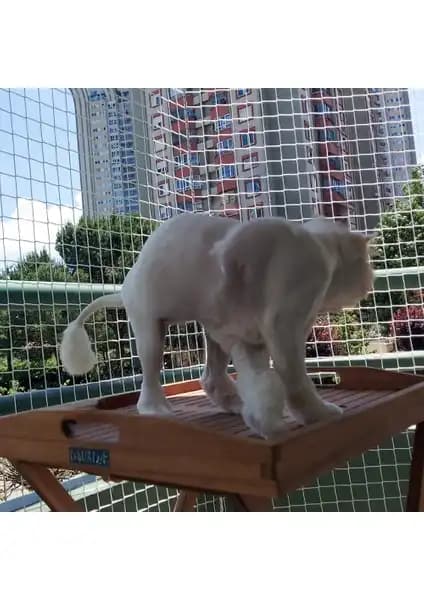 Morilu Kedi Filesi Güvenli ve Dayanıklı Balkon ve Pencere Koruma Çözümü