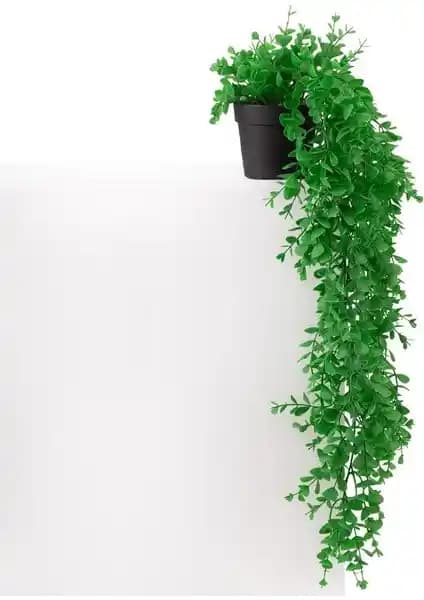 Çiçekmisin Mini Siyah Plastik Saksıda Sarkan Şimşir: İç Mekân İçin Dekoratif Bitki