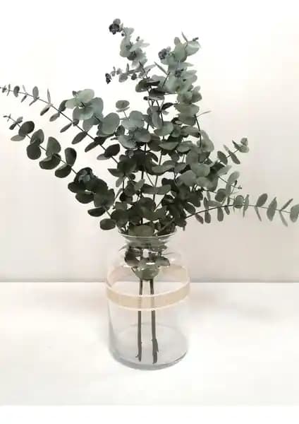 Kuru Okaliptüs Demeti Şoklanmış, Yaklaşık 50 cm Uzunlukta Yeşil Dekoratif Bitki