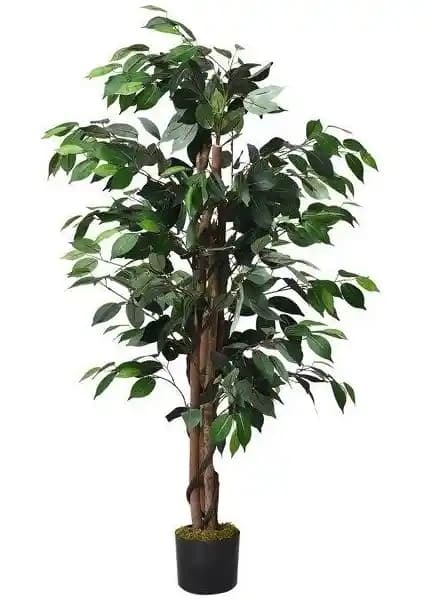 Nettenevime Benjamin Yapay Ağaç: Doğal Görünüm ve Dayanıklılık Sunan Dekoratif Bitki